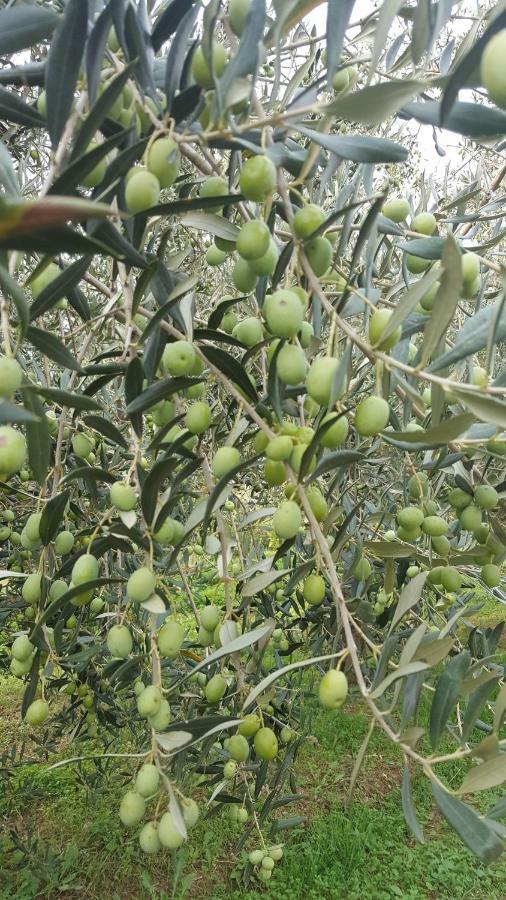 Apartment Wine & Olive Oil Mofardin コペル エクステリア 写真